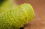 Poplar Hawk-moth (Laothoe populi) caterpillar's back