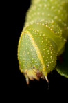 Poplar Hawk-moth (Laothoe populi) caterpillar