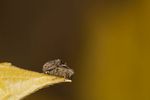 Mating Weevils