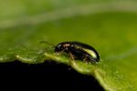 Crepidodera aurata flea beetle