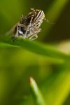 Javesella pellucida planthopper