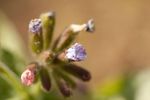 Pulmonaria Opal Lungwort flowers