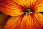 Aegean Wallflower flower close-up