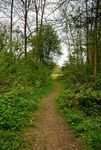 Footpath through woodland