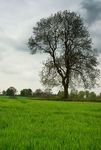 Green field and tree