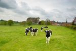 Young cows in field