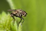 Leucophora sp. fly