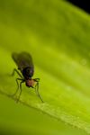 Bicellaria sp. Hybotid Dance fly