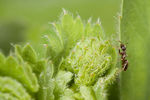 Black garden ant on Lady's Mantle