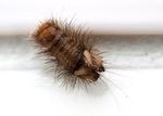 Varied Carpet Beetle (Anthrenus verbasci) larva