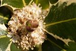 Ilex aquifolium 'Silver Queen' European Holly