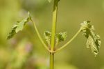 Cut-leaved Deadnettle (Lamium hybridum) stem and leaves