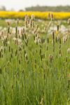 Meadow Foxtail - Alopecurus pratensis