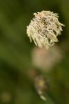 Meadow Foxtail - Alopecurus pratensis