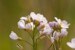 Lady's Smock (Cardamine pratensis) flowers