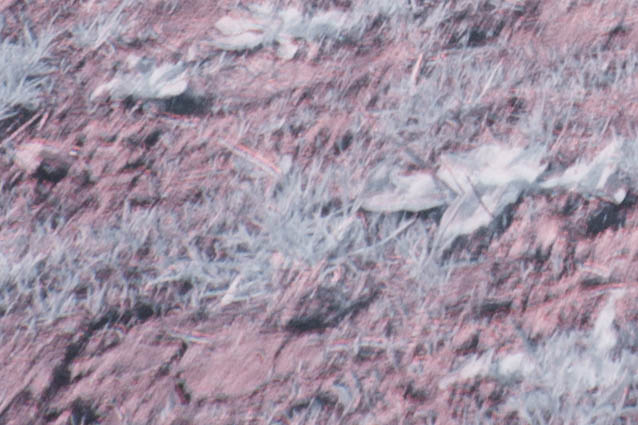 100% crop of edge of photo taken with unconverted camera and Zomei 850nm IR filter