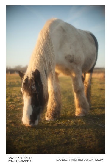 Photo of a Gypsy-cob horse taken using Pictrol Pictorial Control Soft focus device set to around 7, with Olympus 50mm f/1.8 lens on full frame camera