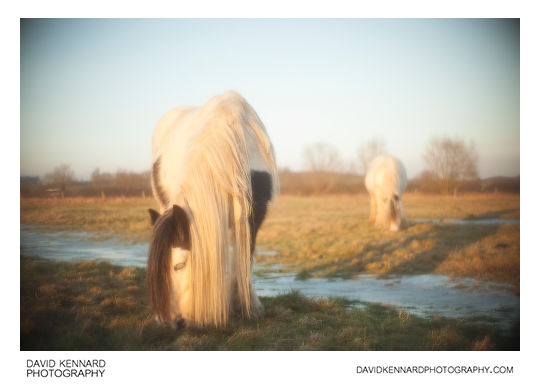 Photo of a Gypsy-cob horse taken using Pictrol Pictorial Control Soft focus device set to around 7, with Olympus 50mm f/1.8 lens on full frame camera