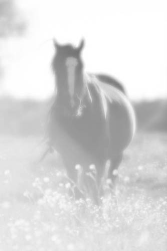 Black horse High key Black & White version