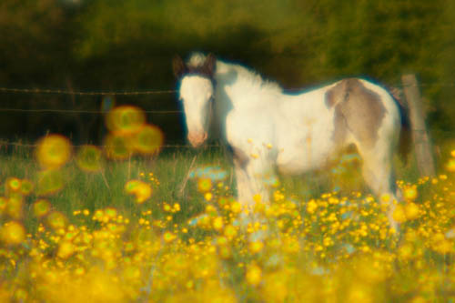 Foal and buttercups