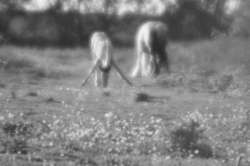 Foal eating grass