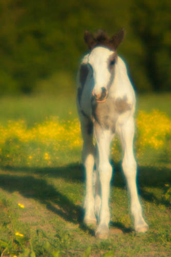 Foal