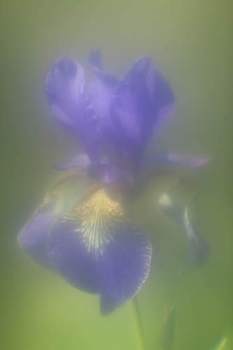 Iris flower taken with +10 diopter lens reversed as taking lens