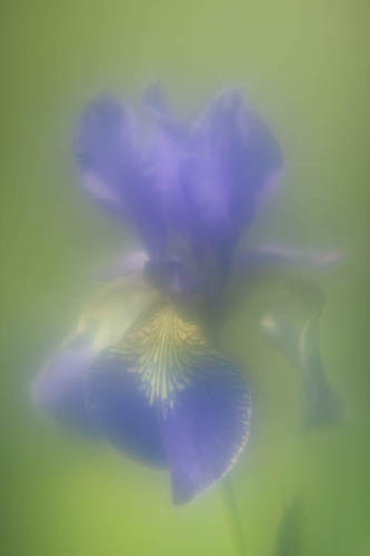 Iris flower