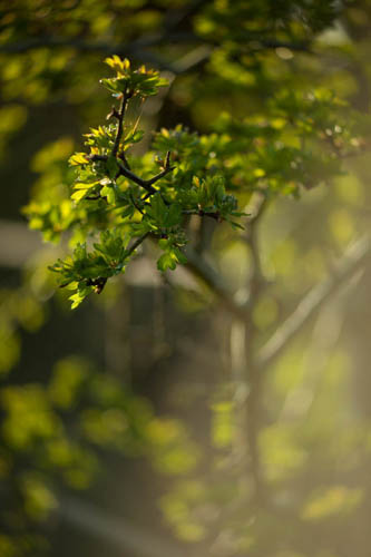 Close-up photo of Hawthorn leaves taken with Nikon Series E 100mm f/2.8 lens