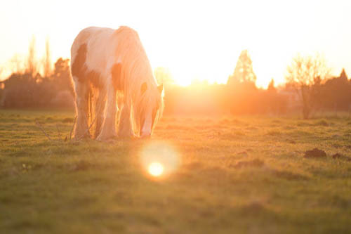 Photo taken with Nikon Series E 100mm f/2.8 lens into the sun, resulting in quite a bit of lens flare