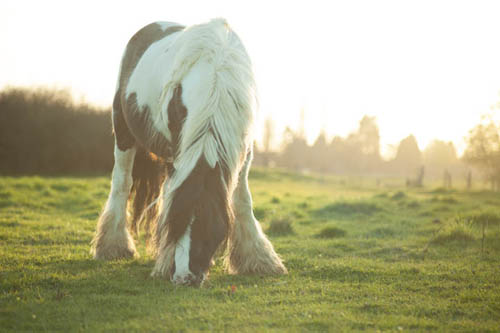 Photo taken with Nikon Series E 100mm f/2.8 lens, with a bit of veiling flare