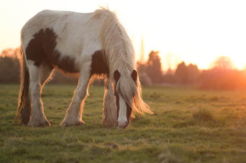 Photo taken with Nikon Series E 100mm f/2.8 lens where the sun was not in the frame, resulting in lack of flare and good contrast