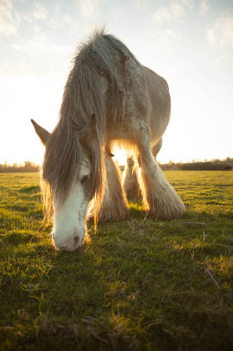 Photo taken with Sigma 24mm f/2.8 macro AF lens where horse was blocking the sun, thus preventing flare