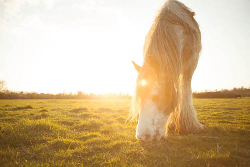 Photo taken with Sigma 24mm f/2.8 macro AF lens where sun is in the frame, causing lens flare