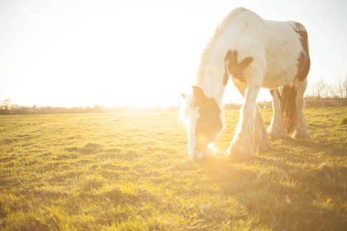 Photo taken with Sigma 24mm f/2.8 macro AF lens where sun is in the frame, causing contrast reducing veiling flare