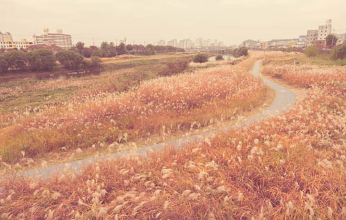 Low contrast image of long grasses growing on the bank of Yeongsan River (영산강), Gwangju