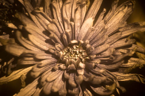 Reflected UV photo of a Chrysanthemum flower lit using Convoy S2+ Nicha 365nm UV torch with glass protector in place