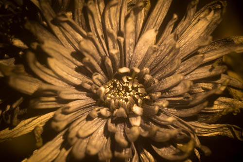 Reflected UV photo of a Chrysanthemum flower lit using Convoy S2+ Nicha 365nm UV torch with ZWB2 UV pass filter