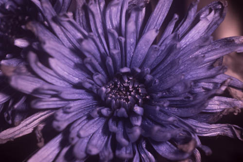 Reflected UV photo of a Chrysanthemum flower lit using full spectrum modified Vivitar 283 flash with protective front plastic piece in place
