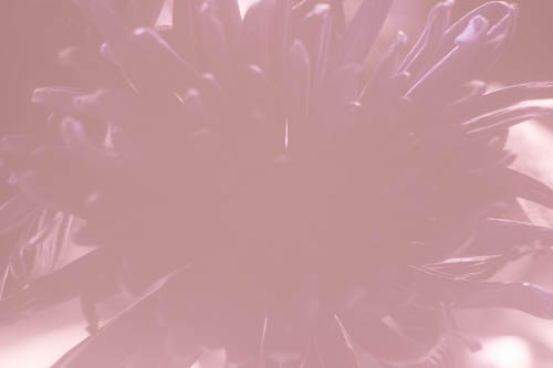 Reflected UV photo of a Chrysanthemum flower lit using indirect natural light
