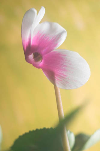 Photo of a cyclamen flower taken with full spectrum converted Fuji X-M1 with 75mm EL-Nikkor lens and B+W 486 filter.