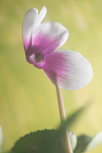 Photo of a cyclamen flower taken with full spectrum converted Fuji X-M1 with 75mm EL-Nikkor lens and Schott BG40 filter.