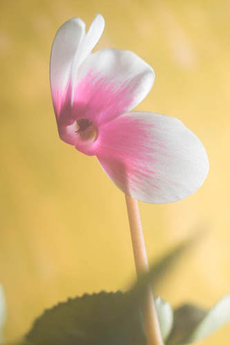 Photo of a cyclamen flower taken with full spectrum converted Fuji X-M1 with 75mm EL-Nikkor lens and Tiffen Standard Hot Mirror filter.