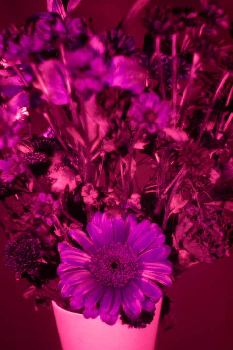 UV photograph of a vase of flowers taken with the Fuji 27mm f/2.8 lens