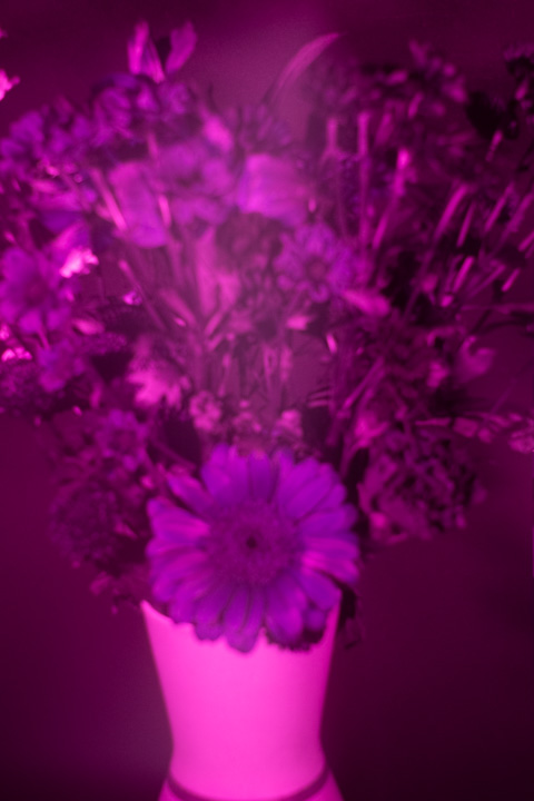 UV photograph of a vase of flowers taken with the Sony 35mm f/2.8 lens