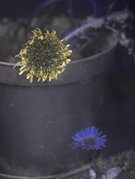 Common Dandelion and Common Daisy photographed in reflected UV and white balanced on Spectralon