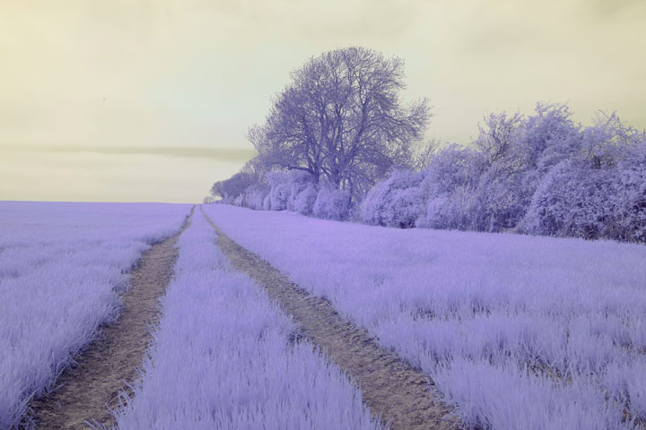 Photo taken with Canon RF 28mm f/2.8 lens and 82mm screw-in orange filter on full spectrum converted Canon R5 camera