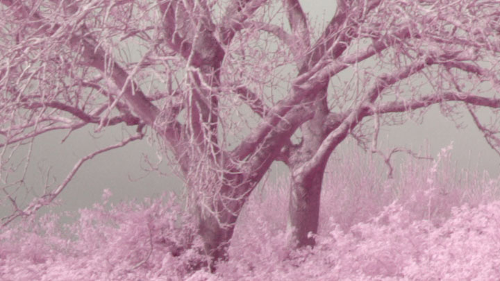 Crop from video taken with Canon RF 28mm f/2.8 lens and CB565 filter on full spectrum converted Canon R5 camera