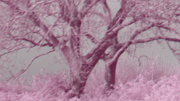 Crop from video taken with Schneider-Kreuznach Xenon Emerald f/2.8 lens and CB565 filter on full spectrum converted Canon R5 camera
