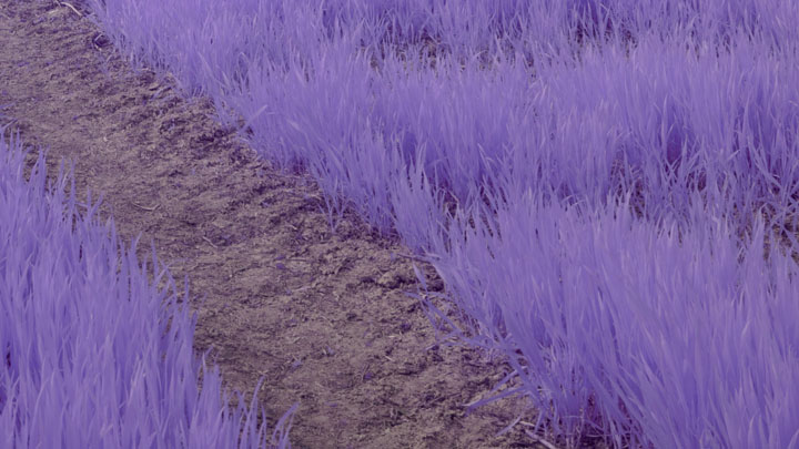 Crop from photo taken with Canon RF 28mm f/2.8 lens and Lee 101 filter on full spectrum converted Canon R5 camera